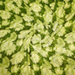 Green crepe saree with floral Print and swaroski border